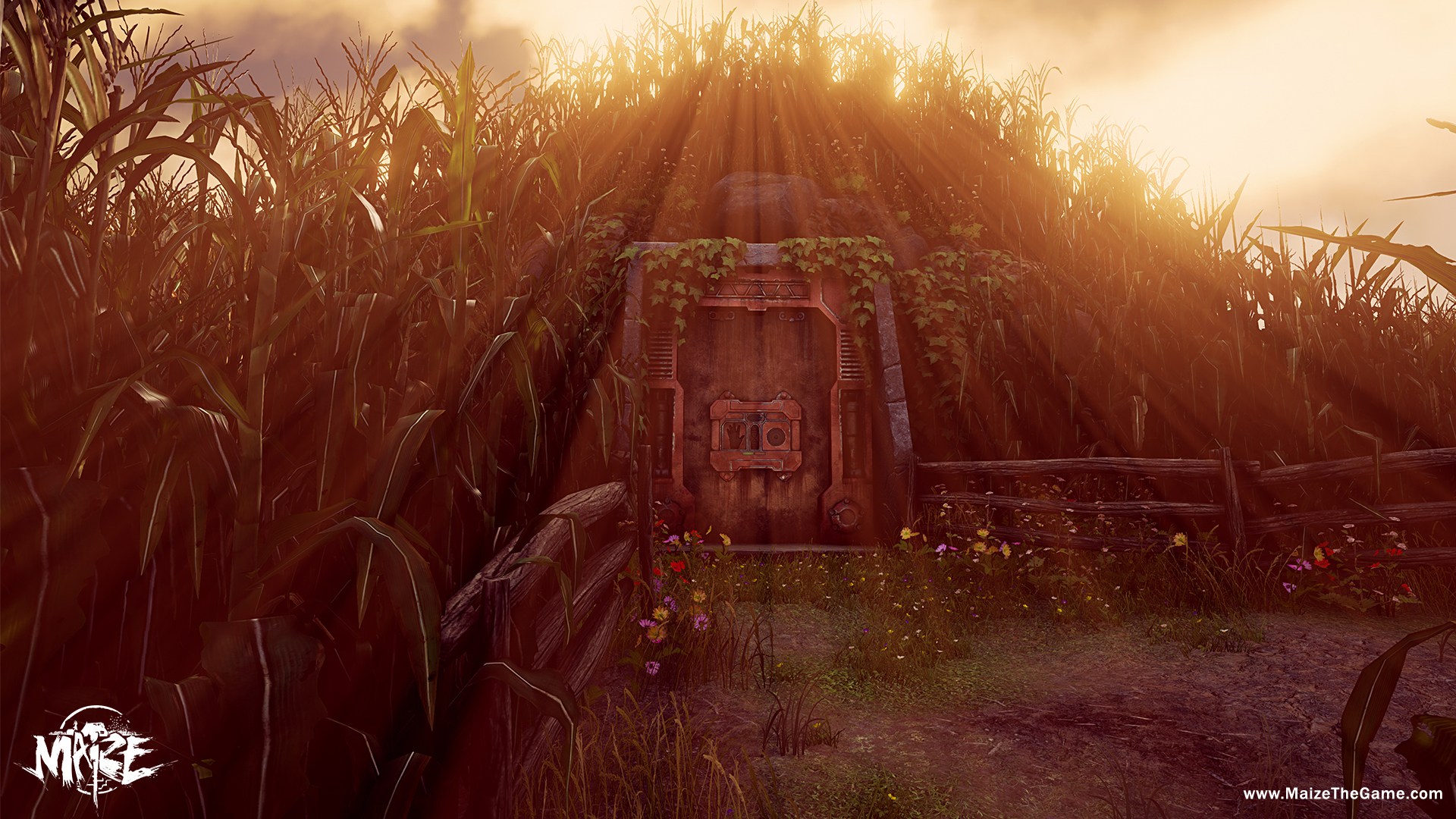 Maize