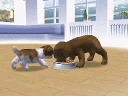 Nintendogs: Teckel y Compañía - Imagen 42