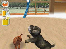 Nintendogs: Teckel y Compañía - Imagen 38