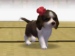 Nintendogs: Teckel y Compañía - Imagen 39