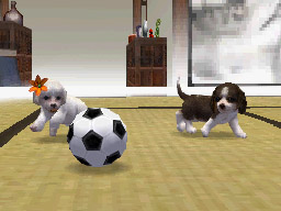 Nintendogs: Teckel y Compañía - Imagen 33