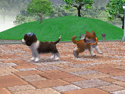 Nintendogs: Teckel y Compañía - Imagen 28